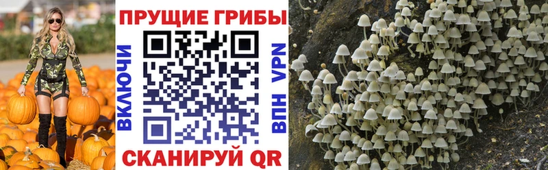 Псилоцибиновые грибы MAGIC MUSHROOMS  Бородино 